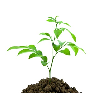 seedling